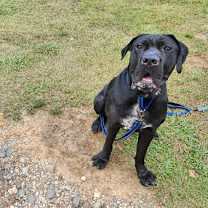 Thumbnail photo of clifford #3