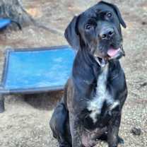 Thumbnail photo of clifford #4