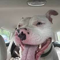 Thumbnail photo of Lance #1