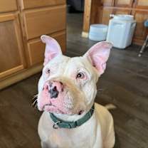 Thumbnail photo of Lance #3