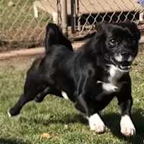 Thumbnail photo of 160705 Buck #3