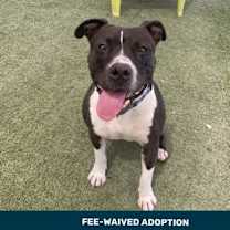 adopt-pet
