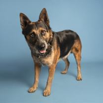 adopt-pet
