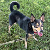 Thumbnail photo of Augie #3