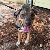 Thumbnail photo of Sadie #2