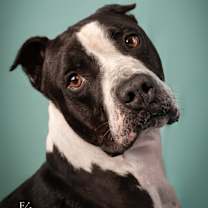 adopt-pet