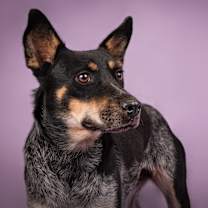 adopt-pet