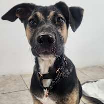 adopt-pet