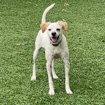 Thumbnail photo of GOOSE #2