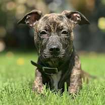 adopt-pet