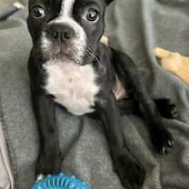 Thumbnail photo of Sammy #1