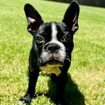 Thumbnail photo of Sammy #2