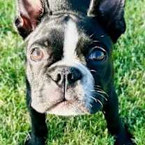 Thumbnail photo of Sammy #3