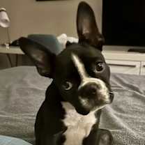 Thumbnail photo of Sammy #4