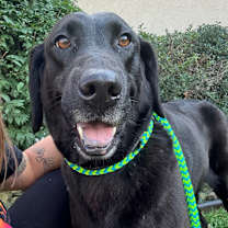 Thumbnail photo of Lainey  #2