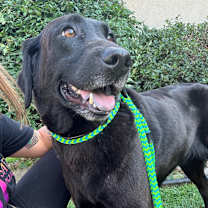 Thumbnail photo of Lainey  #4