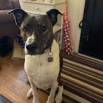 Thumbnail photo of Boomer #2