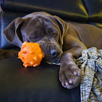 Thumbnail photo of Bambam #2