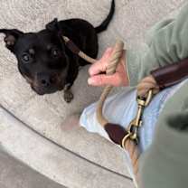 Thumbnail photo of Biscuit #2