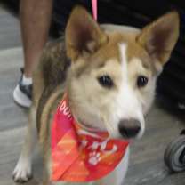 adopt-pet