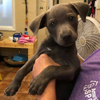 Thumbnail photo of Hades #1