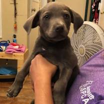 Thumbnail photo of Hades #2