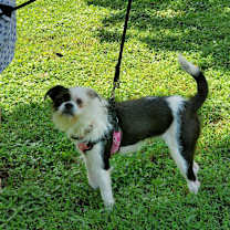 Thumbnail photo of Gremmy #2