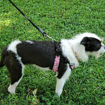 Thumbnail photo of Gremmy #4