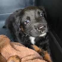 Thumbnail photo of Cholula #2