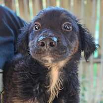 Thumbnail photo of Cholula #3