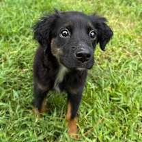 Thumbnail photo of Cholula #4