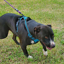 Thumbnail photo of Rocky #3