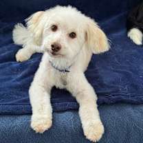 adopt-pet