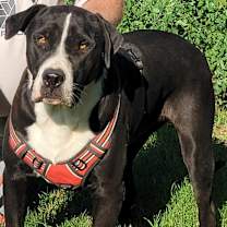 Thumbnail photo of Sampson #2