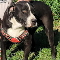 Thumbnail photo of Sampson #3