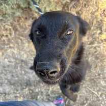 Thumbnail photo of GOOSE #3