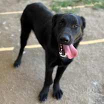 Thumbnail photo of GOOSE #4