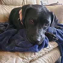 Thumbnail photo of Gypsy #3