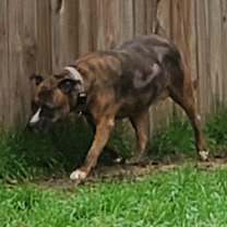 Thumbnail photo of Allie #3