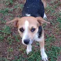 Thumbnail photo of Dora #2