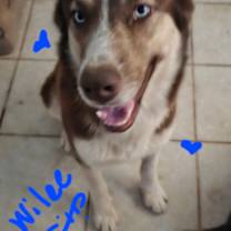 Thumbnail photo of Willee #1