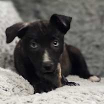 Thumbnail photo of Nyla #2