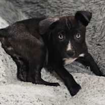 Thumbnail photo of Nyla #3