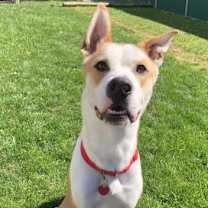 Thumbnail photo of Rocco #1