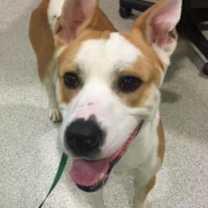 Thumbnail photo of Rocco #2