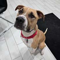 Thumbnail photo of Charlie #3