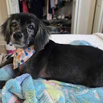 Thumbnail photo of Major #3