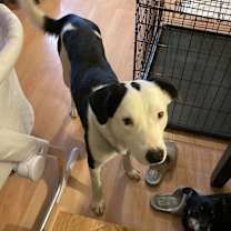 Thumbnail photo of Chop #3