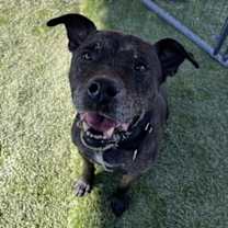 adopt-pet