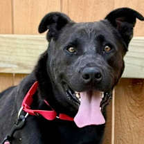 Thumbnail photo of Athena #1